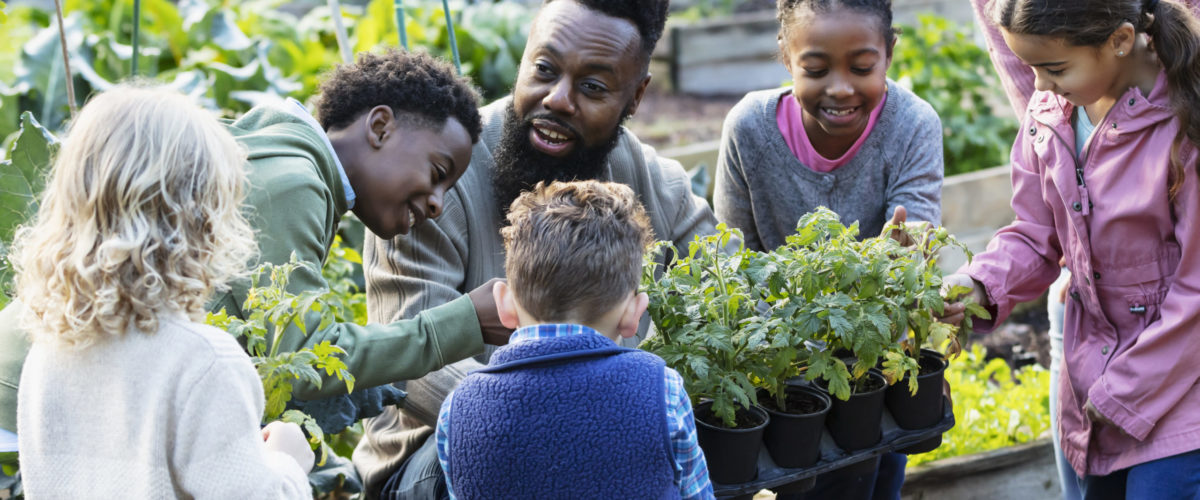 A Mature African-American Man Teaching A Group Of Five Multiracial Children How To Grow Vegetable Plants In A Community Garden. He Is Holding A Tray Of Potted Plants, Kneeling Down So The Girls And Boys, 4 To 10 Years Old, Can See Them As He Talks. The Boy Standing Beside Him Is His Son.