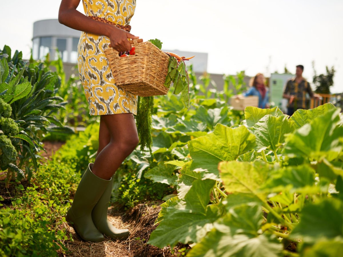 Leg Details Of Black Female Gardener Tending To Organic Crops At Community Garden And Picking Up A Basket Full Of Produce