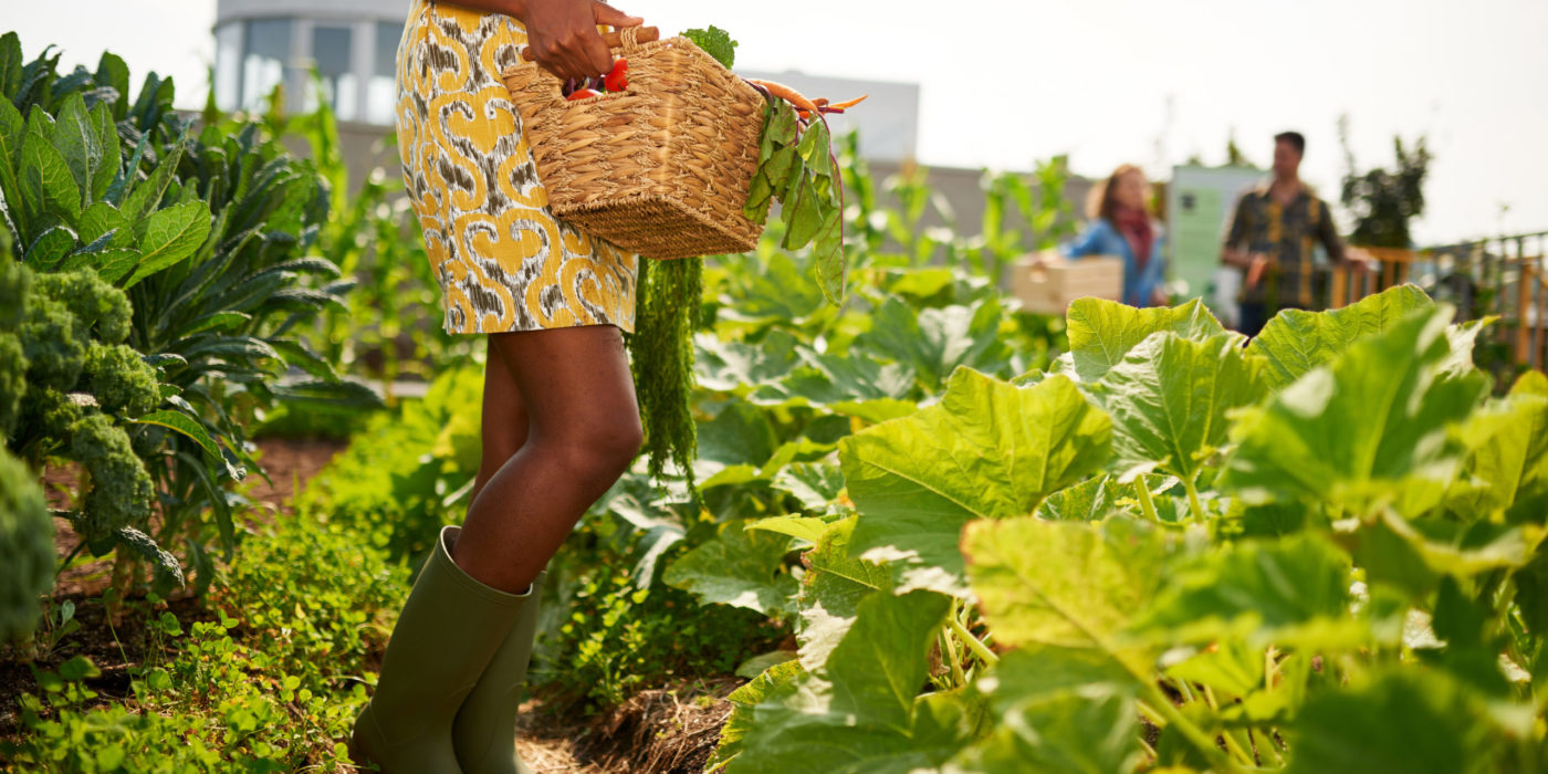 Leg details of Black female gardener tending to organic crops at community garden and picking up a basket full of produce