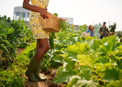 Leg details of Black female gardener tending to organic crops at community garden and picking up a basket full of produce