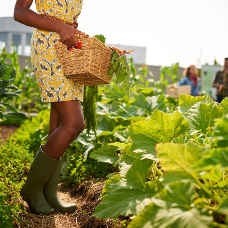 Leg details of Black female gardener tending to organic crops at community garden and picking up a basket full of produce