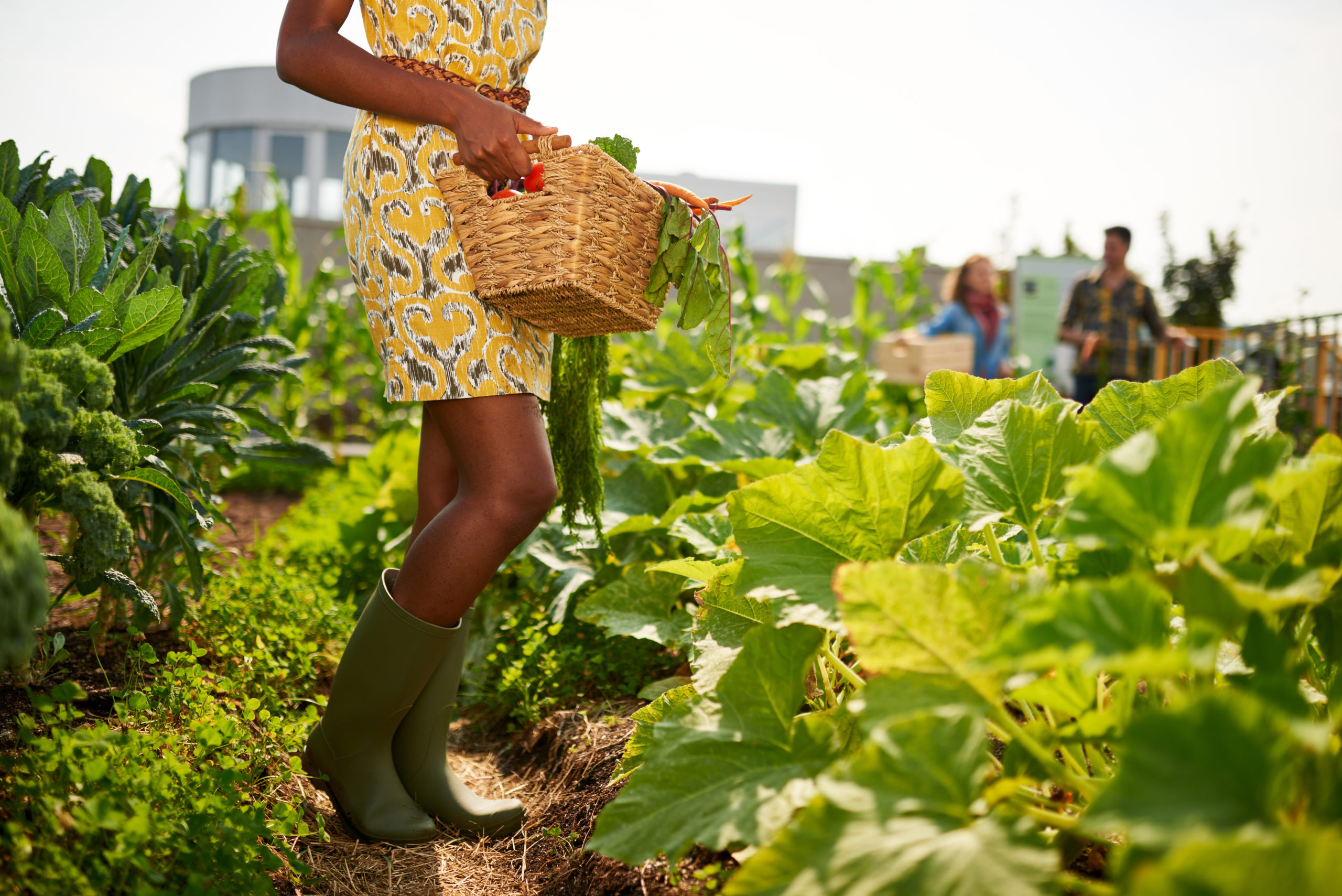 Leg details of Black female gardener tending to organic crops at community garden and picking up a basket full of produce